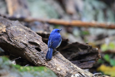 Hainan blue flycatcher (Cyornis hainanus) in Cuc phong National Park, Vietnamの写真素材