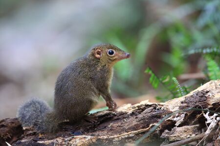 Northern slender-tailed treeshrewの写真素材