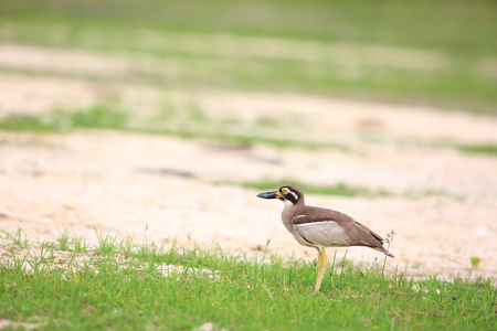 Beach Stone-Curlew or Beach Thick-knee (Orthorhamphus magnirostris) in Bali Barat National Park, Bali Island, Indonesiaの写真素材
