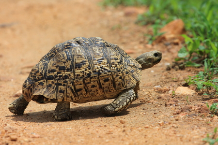 African leopard tortoise (Stigmochelys pardalis) in Zambiaの写真素材
