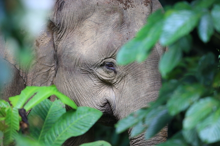 Borneo elephant (Elephas maximus borneensis) in Sabah, Borneo