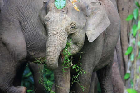 Borneo elephant (Elephas maximus borneensis) in Sabah, Borneoの写真素材