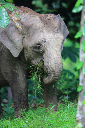 Borneo elephant (Elephas maximus borneensis) in Sabah, Borneoの写真素材