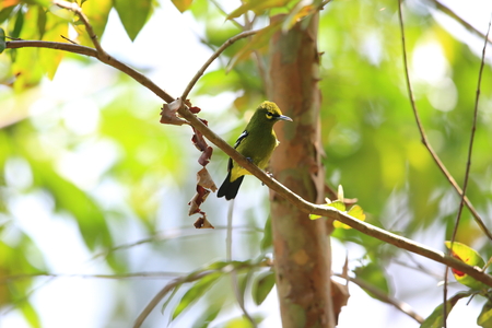 Green iora (Aegithina viridissima) in Sabah, Borneoの写真素材