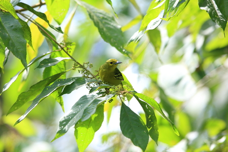 Green iora (Aegithina viridissima) in Sabah, Borneoの写真素材