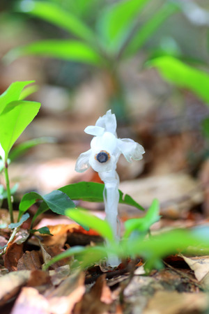 Ghost plant or Indian pipe (Monotropastrum humile) in Japanの写真素材