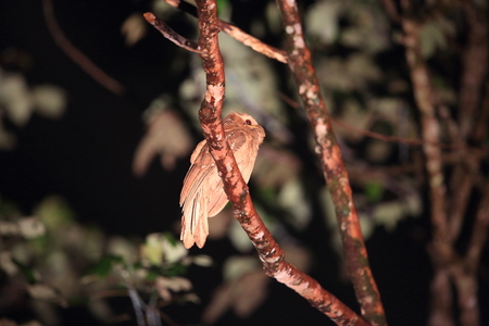 Large frogmouth (Batrachostomus auritus) in Sabah, Borneo, Malaysiaの写真素材