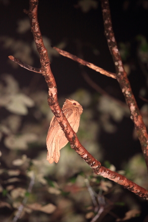 Large frogmouth (Batrachostomus auritus) in Sabah, Borneo, Malaysiaの写真素材
