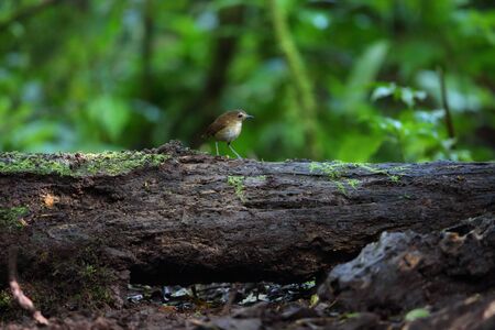 Lesser Shortwing (Brachypteryx leucophris) in Sumatra, Indonesiaの写真素材