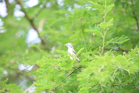 Burnt-necked eremomela (Eremomela usticollis) in Zambiaの写真素材