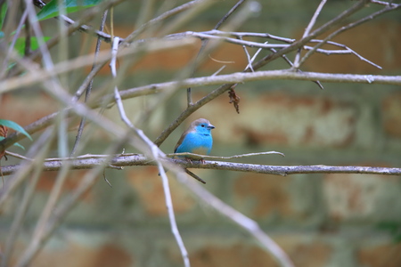 Blue waxbill (Uraeginthus angolensis) in Zambiaの写真素材