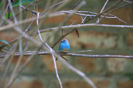Blue waxbill (Uraeginthus angolensis) in Zambiaの写真素材