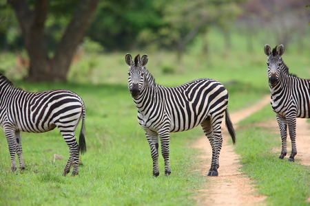 Plains zebra (Equus quagga) in Zambiaの写真素材