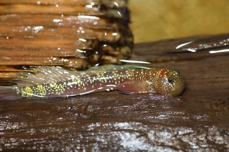Air-breathing fish (Andamia tetradactyla) in Japan