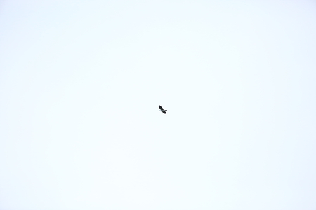 Islando silvery wood-pigeon (Columba argentina) in Simeulue, Indonesiaの写真素材