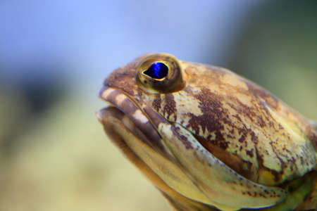 Penny jawfish (Opistognathus sp) in Japan