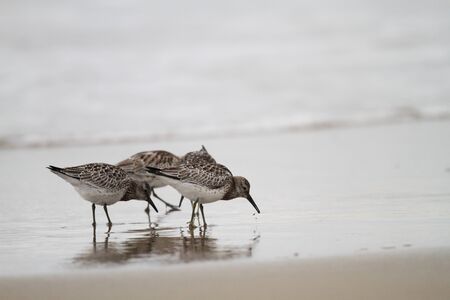 Great Knot (Calidris tenuirostris) in Japan