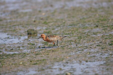 Red Knot (Calidris canutus rogersi) in Japanの写真素材