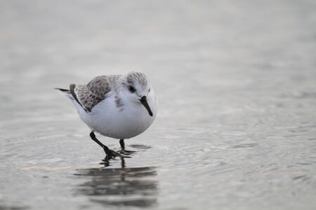 Sanderling (Calidris alba) in Japanの写真素材