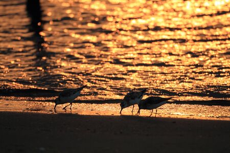 Sanderling (Calidris alba) in Japanの写真素材