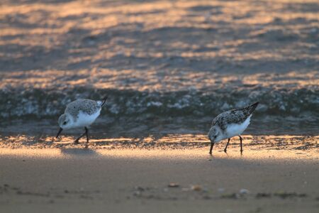 Sanderling (Calidris alba) in Japanの写真素材