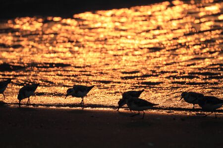 Sanderling (Calidris alba) in Japanの写真素材