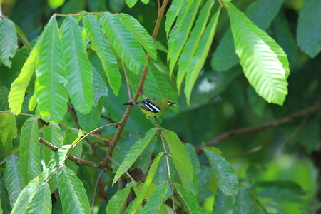Green iora (Aegithina viridissima) male in Danum Valley, Sabah, Borneo, Malaysiaの写真素材