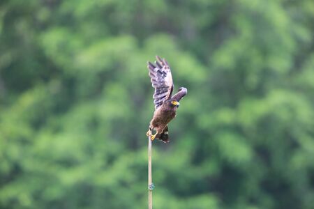 Simeulue serpent eagle (Spilornis cheela abbotti) in Simeulue Island, western Sumatra, Indonesiaの写真素材
