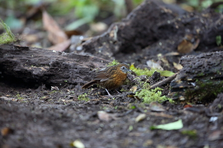 Rusty-breasted Wren-Babbler (Napothera rufipectus) in Mt.Kerinci, Sumatra, Indonesiaの写真素材