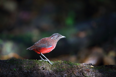 Graceful pitta (Erythropitta venusta) in Sumatra, Indonesiaの写真素材
