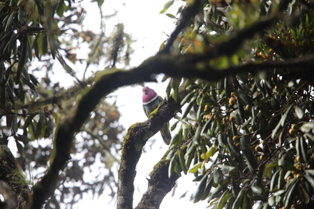 Pink-headed Fruit-dove (Ptilinopus porphyreus) in Mt.Kerinci, Sumatra, Indonesia
