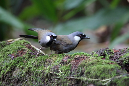 Black-throated laughingthrush (Garrulax chinensis) in Khao Yai National Park, Thailandの写真素材