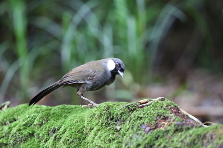 Black-throated laughingthrush (Garrulax chinensis) in Khao Yai National Park, Thailandの写真素材