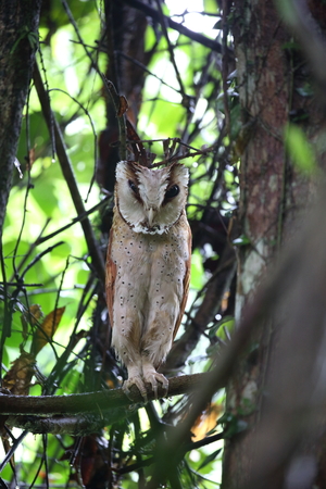 Oriental bay owl (Phodilus badius) in Khao Yai National Park, Thailandの写真素材
