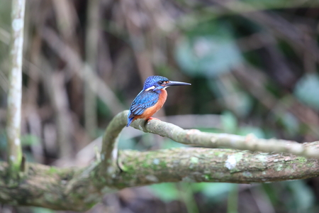 Blue-eared kingfisher (Alcedo meninting) in Khao Yai National Park, Thailandの写真素材