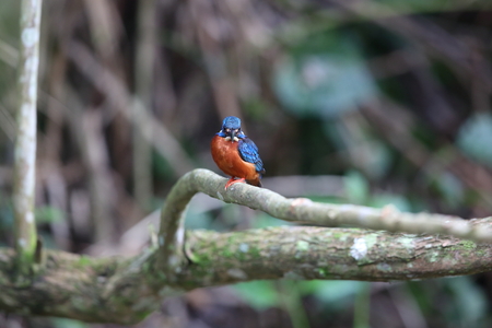 Blue-eared kingfisher (Alcedo meninting) in Khao Yai National Park, Thailandの写真素材