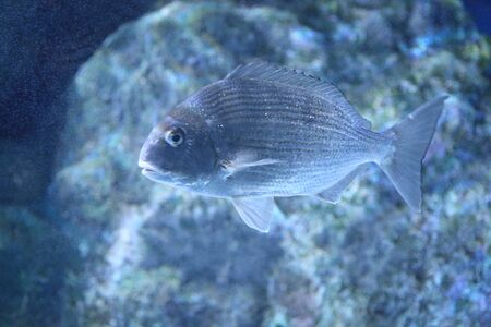 Red seabream (Pagrus major) in Japan