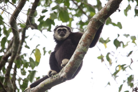 LAR gibbon or white-handed gibbon (Hylobates lar) in Khao Yai National Park, Thailandの写真素材