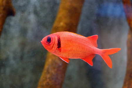 Big-eyed soldierfish (Myripristis berndti) in Japan