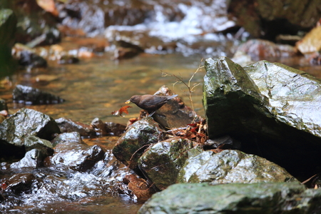 Brown Dipper (Cinclus pallasii) in Japan