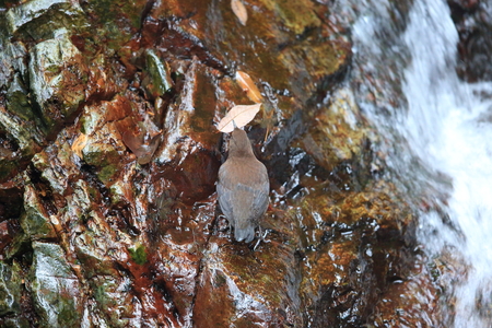 Brown Dipper (Cinclus pallasii) in Japan