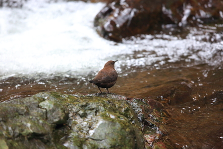 Brown Dipper (Cinclus pallasii) in Japan