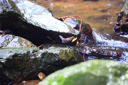 Brown Dipper (Cinclus pallasii) in Japan