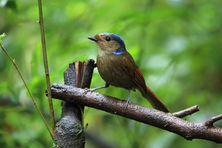 Large niltava (Niltava grandis decorata) in Da lat, Vietnamの写真素材