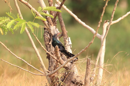 Green wood hoopoe (Phoeniculus purpureus) in Ghana, western Africaの写真素材