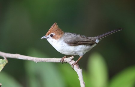 Chestnut-crested Yuhina (Yuhina everetti) in Borneo, Malaysiaの写真素材