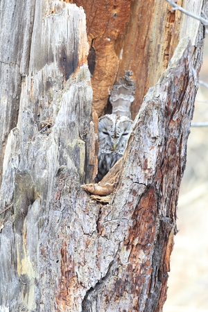 Ural owl (Strix uralensis japonica) in Hokkaido, Japanの写真素材