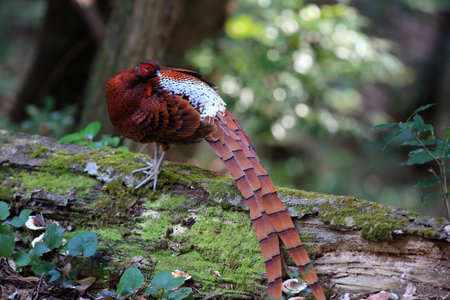Copper Pheasant (Syrmaticus soemmerringii  ijimae) male in South Kyushu, Japan