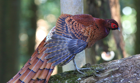Copper Pheasant (Syrmaticus soemmerringii ijimae) male in South Kyushu, Japan