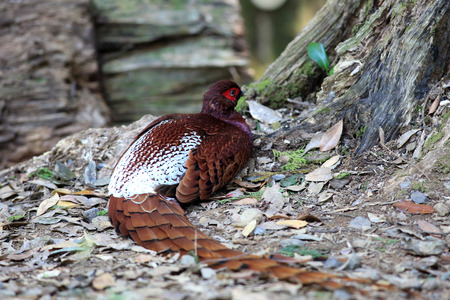 Copper Pheasant (Syrmaticus soemmerringii ijimae) male in South Kyushu, Japanの写真素材